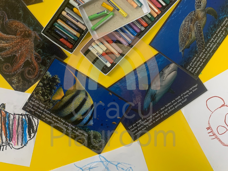 Under the Sea: Picture & Fact Cards