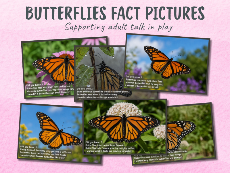 Butterflies: Picture and Fact Cards