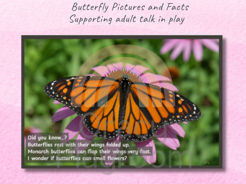 Butterflies: Picture and Fact Cards